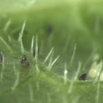 Plaaginsecten en eitjes tellen met deep-learning beeldanalyse