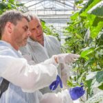 Biostimulanten maken komkommer weerbaarder tegen virus