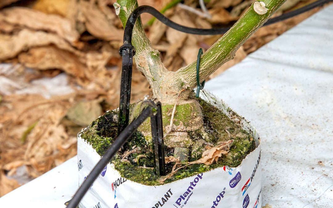 ‘Geënte en getopte aubergineplant geeft generatieve groei’