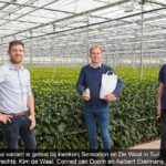 Nieuwe variant van roofwants Orius tegen volwassen trips