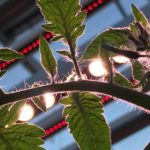 Verrood licht zorgt ervoor dat tomaten de suikers meer naar zich toe trekken