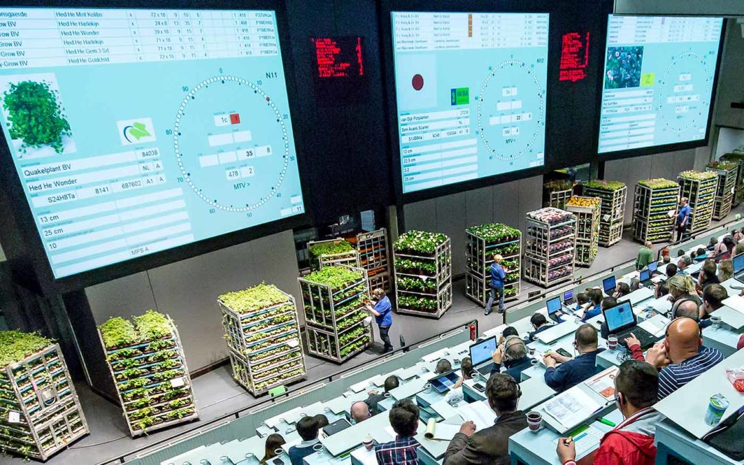 Omzet en export bloemen en planten stijgt in eerste vijf maanden