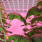 Lichtspectrum beïnvloedt groei en plantweerbaarheid