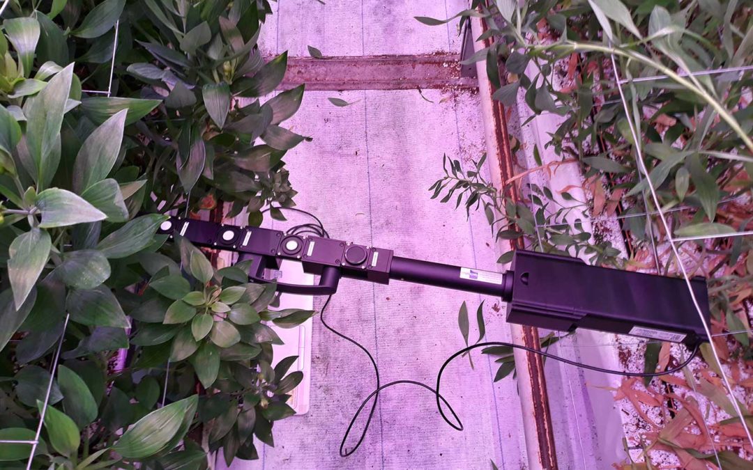 Onderzoek naar effect belichting hoog en laag in gewas