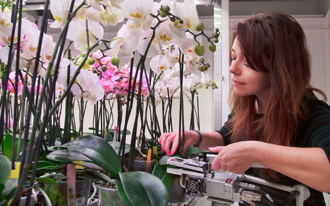Aantal bladeren en gewicht indicatie aantal bloemstengels