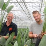 Goede basiskwaliteit bepalend voor succes van onze strelitzia’s