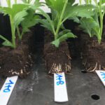 Met nieuwe perskluit en LED’s naar stoomvrije chrysant