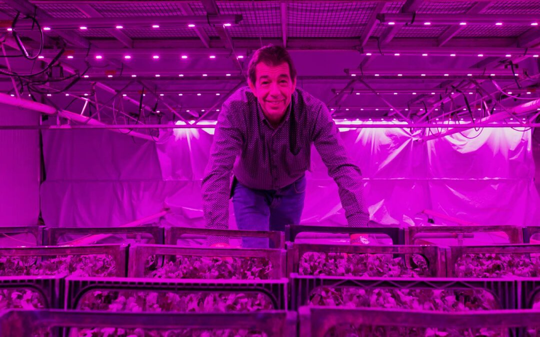 Stekbedrijf stapt over op meerlagenteelt onder 100% LED