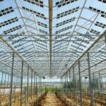 Proef met transparante zonnepanelen boven drie siergewassen