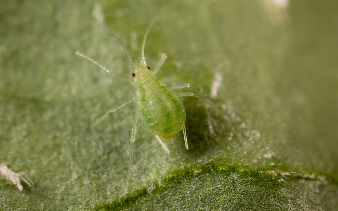 Nieuwe variant groene perzikluis geeft kopzorgen in paprikateelt