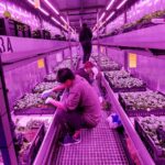 Radijs in vertical farm groeit goed, maar het kan nog beter