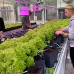 Studenten doen ervaring op met sla onder LED in All Climate kas