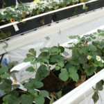 Energie besparen bij low-chill aardbeien