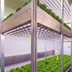Indoor farm vraagt twee keer zoveel energie als gesloten kas