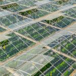 Silke Hemming: ‘Winst ligt in dek met low-e en hoge hortiscatter’