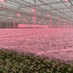 ‘Gaas over gewas leggen is een goed plan B voor potplanten’