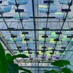 Onderzoek naar opwekken stroom in de kas zonder lichtverlies