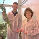 Veelbelovende resultaten bij onderzoek naar chrysant op water