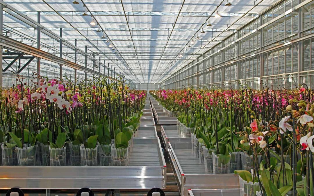 Toepassing reinigingsmiddel lijkt veilig bij phalaenopsis