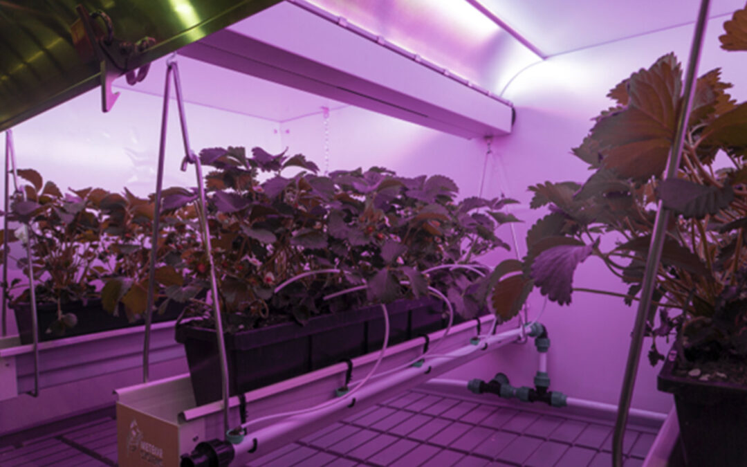 Ondersteboven belichten met vertical farm LED-lamp