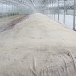 Terug van nooit weggeweest: stomen in chrysant