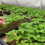 Een duurzamere teeltmethode voor medicinale ginseng