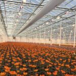 Aandacht voor het najaarsklimaat in chrysant