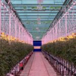 Hoe kan Nederlandse glasgroentesector koppositie behouden?