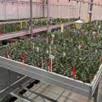 Wat is de rol van bioflavanoïden in biostimulanten?
