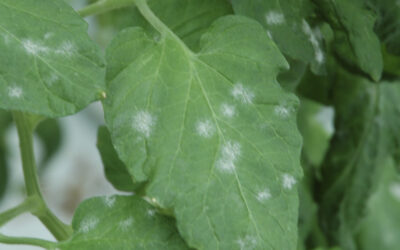 Blad- en wortelbescherming én weerbaar gewas in IPM-schema