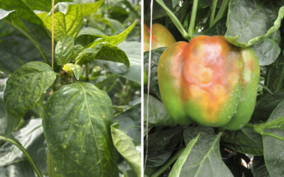 Bestrijden trips, verwijderen besmette planten en resistent ras