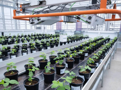 Onderzoek hoe planten groeien en reageren op hun omgeving