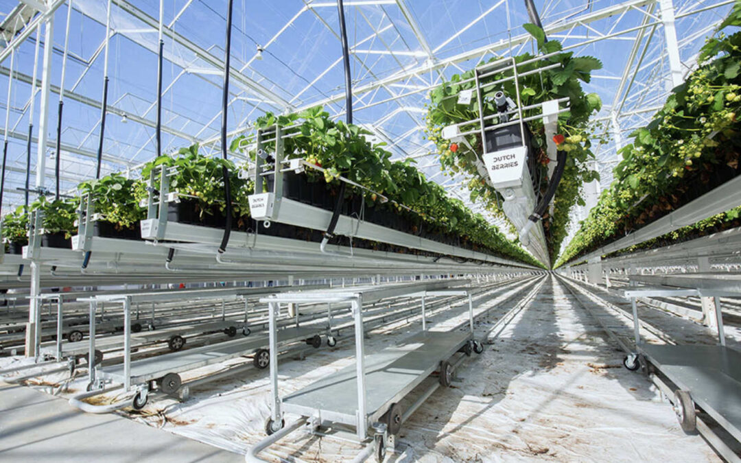 Aardbeienbedrijf Royal Berry neemt Dutch Berries over