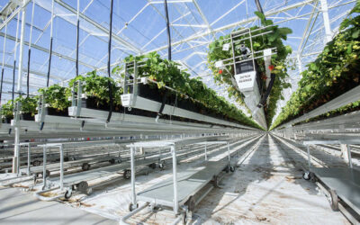 Aardbeienbedrijf Royal Berry neemt Dutch Berries over