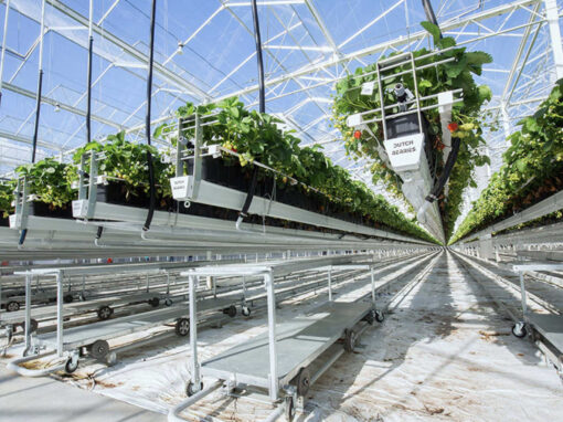 Aardbeienbedrijf Royal Berry neemt Dutch Berries over